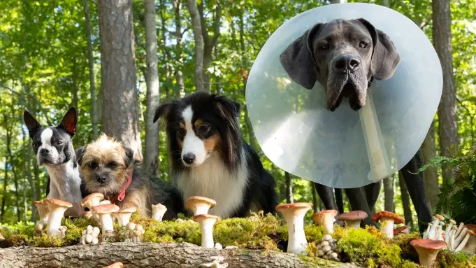 Lord and Miller said Ferrell and Foxx were the 'best duo ever' for Strays.