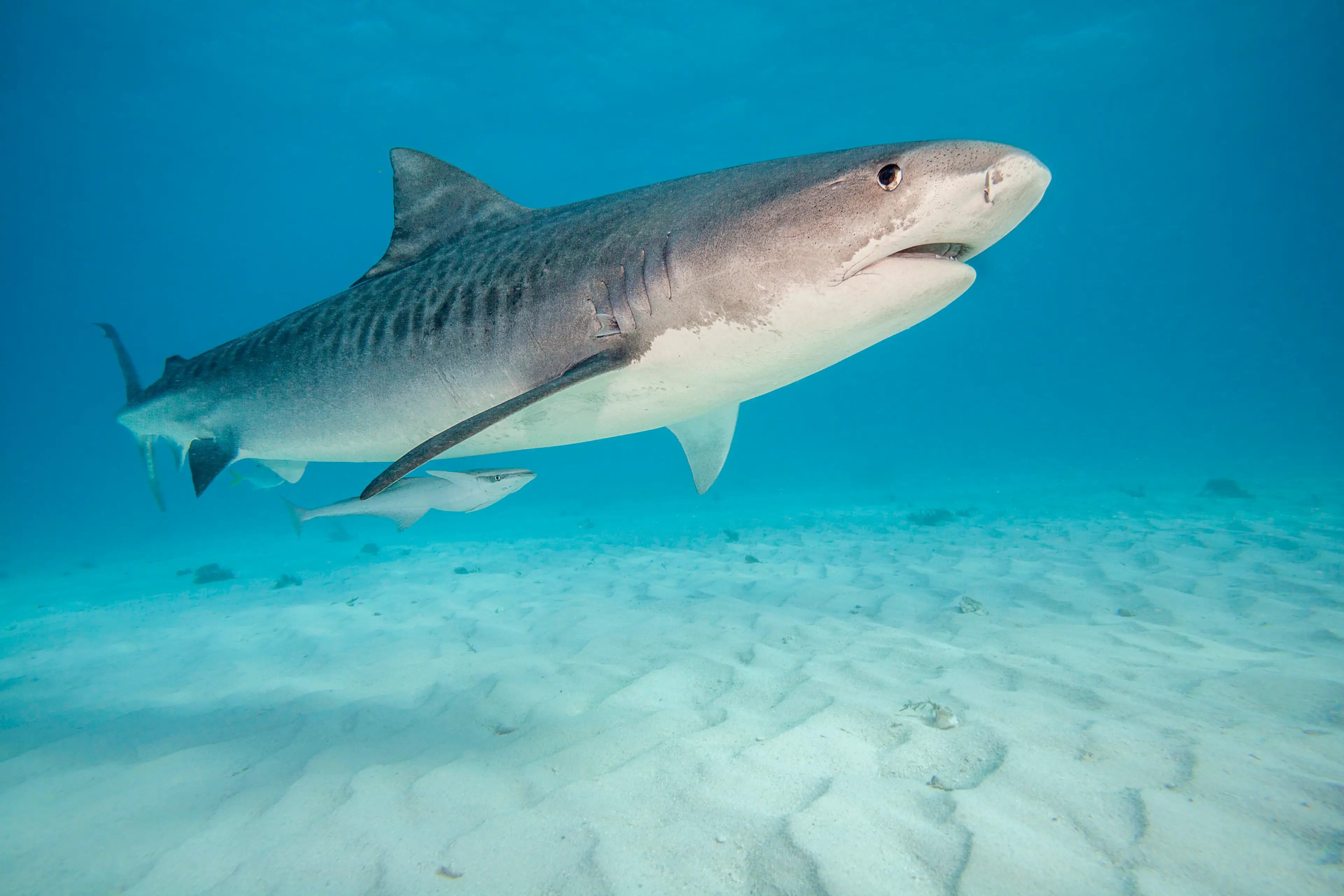 Tiger Sharks are also a dangerous species (Dave Fleetham/Design Pics Editorial/Universal Images Group via Getty Images)