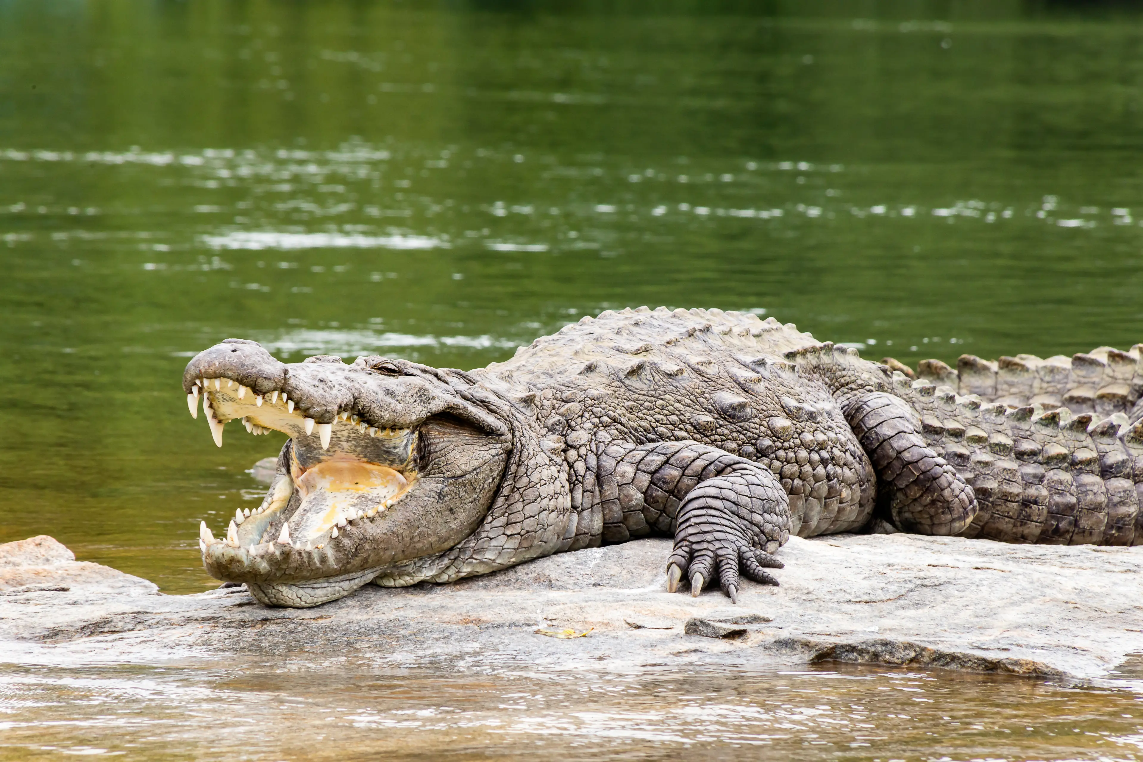 The crocodile managed to survive the crash. (Getty Stock Photo)
