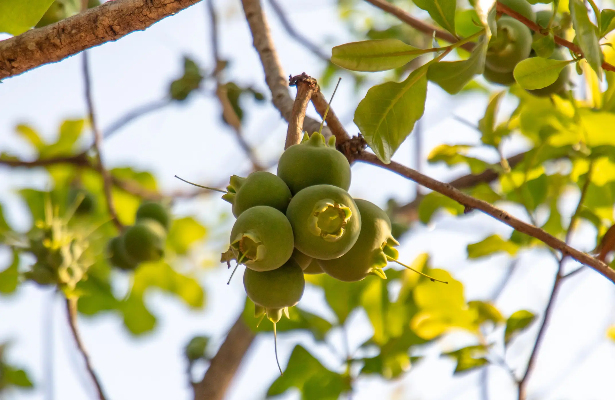 Fruit of the manchinell tree which Nicola Strickland and her friend ingested (Getty stock)