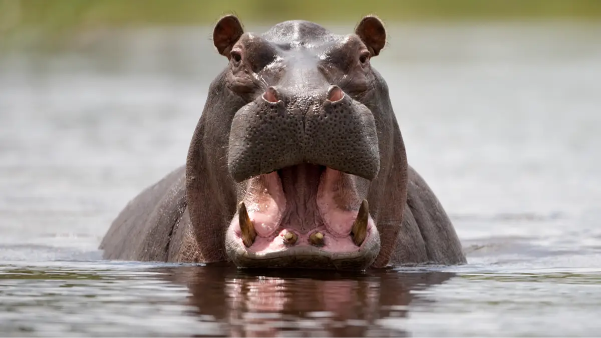 Paul Souders via Getty Images