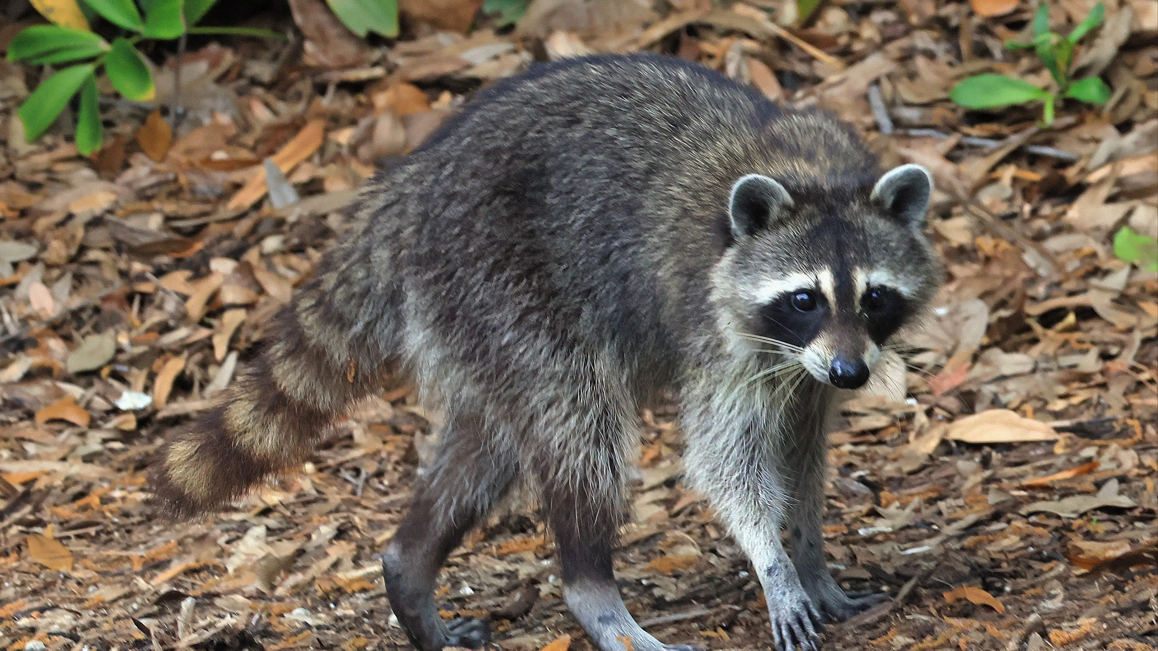 Bruce Bennett/Getty Images