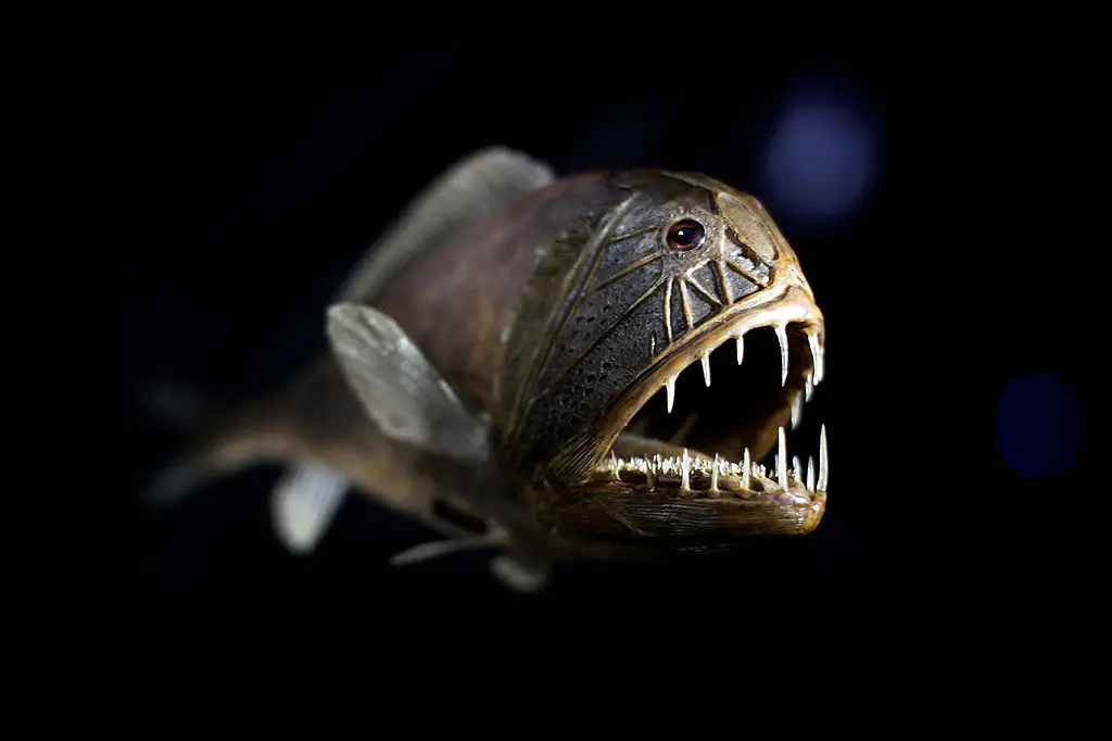 Fangtooth fish can be found at the bottom of the ocean... or at the Natural History Museum in London, where this one was on display (Dan Kitwood/Getty Images)