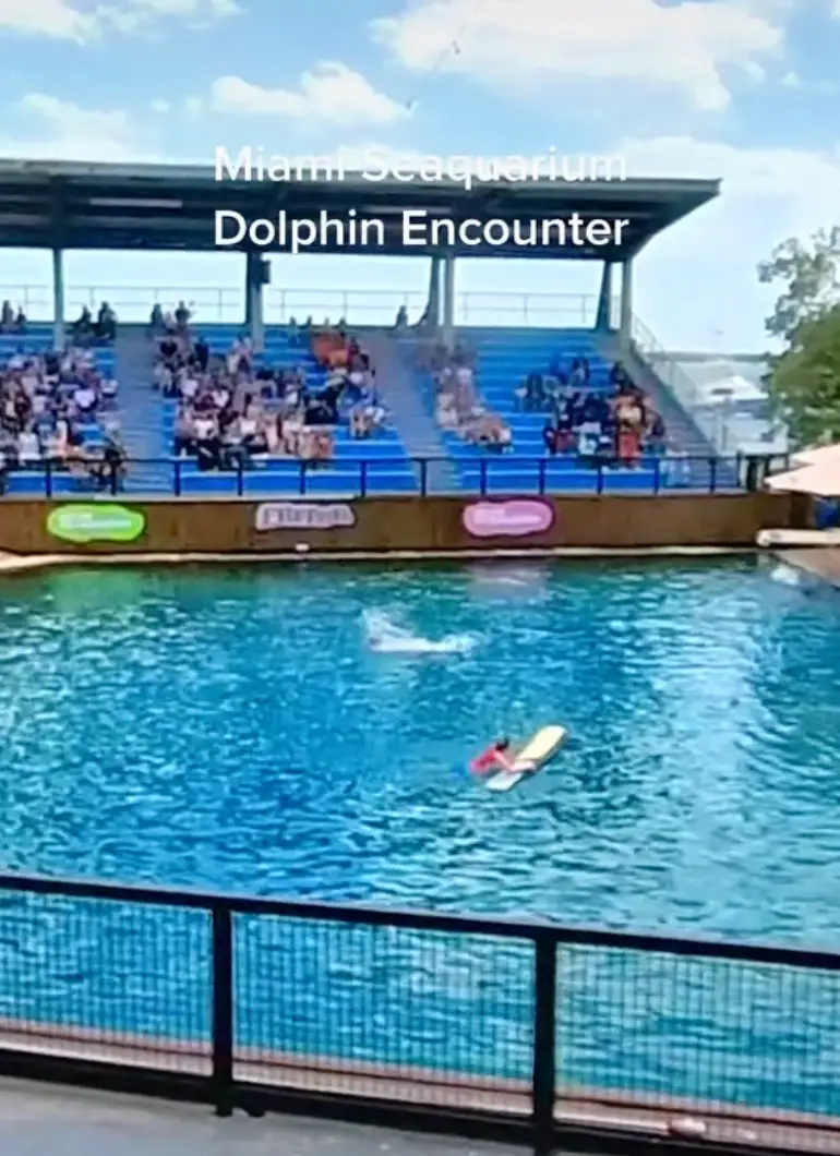 Splashes could be seen as the dolphin went for the trainer.