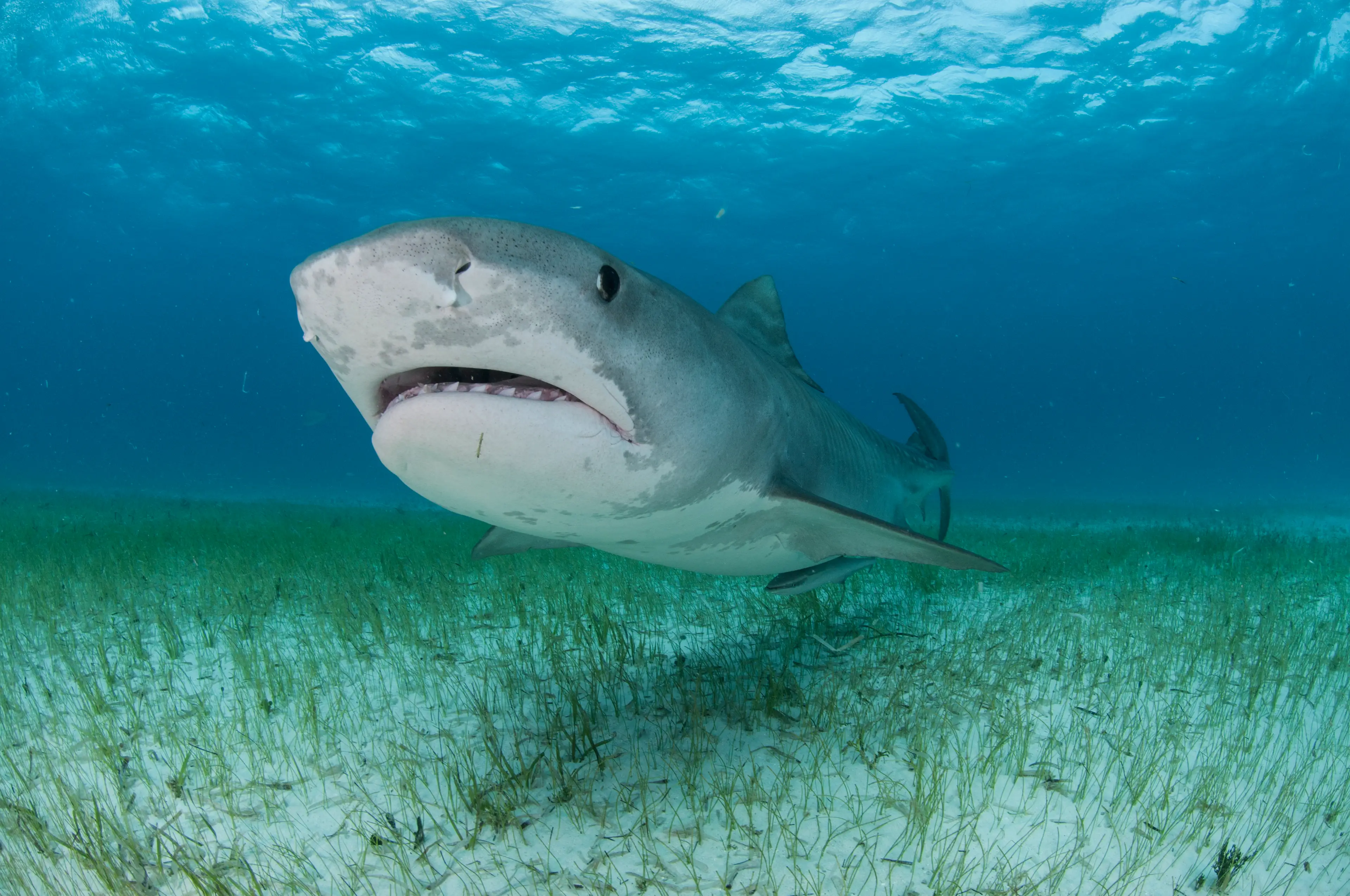 Tiger Sharks are large predators. (Rodrigo Friscione / Getty)