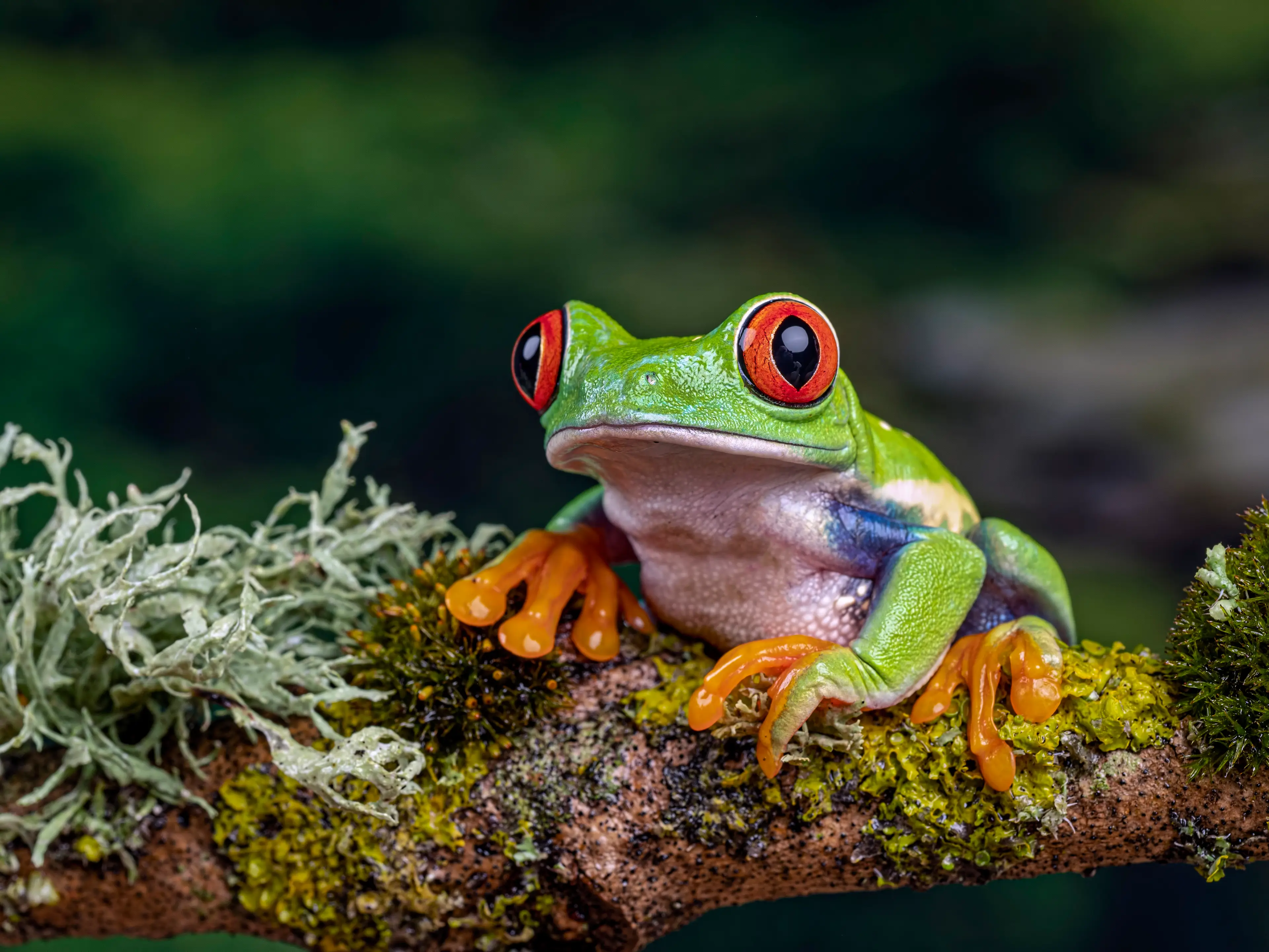 Cells from frogs were able to develop into xenobots (Getty Stock Photo)