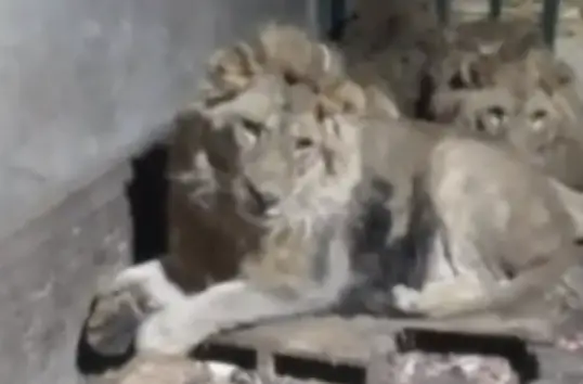 The keeper was attacked by three lions (EAST2WEST)