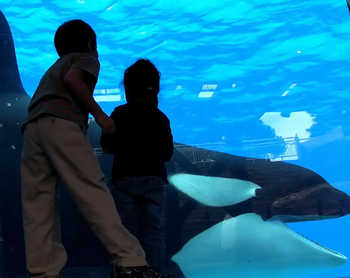 Blackfish follows the story of Tilikum and whale captivity (Magnolia Pictures)