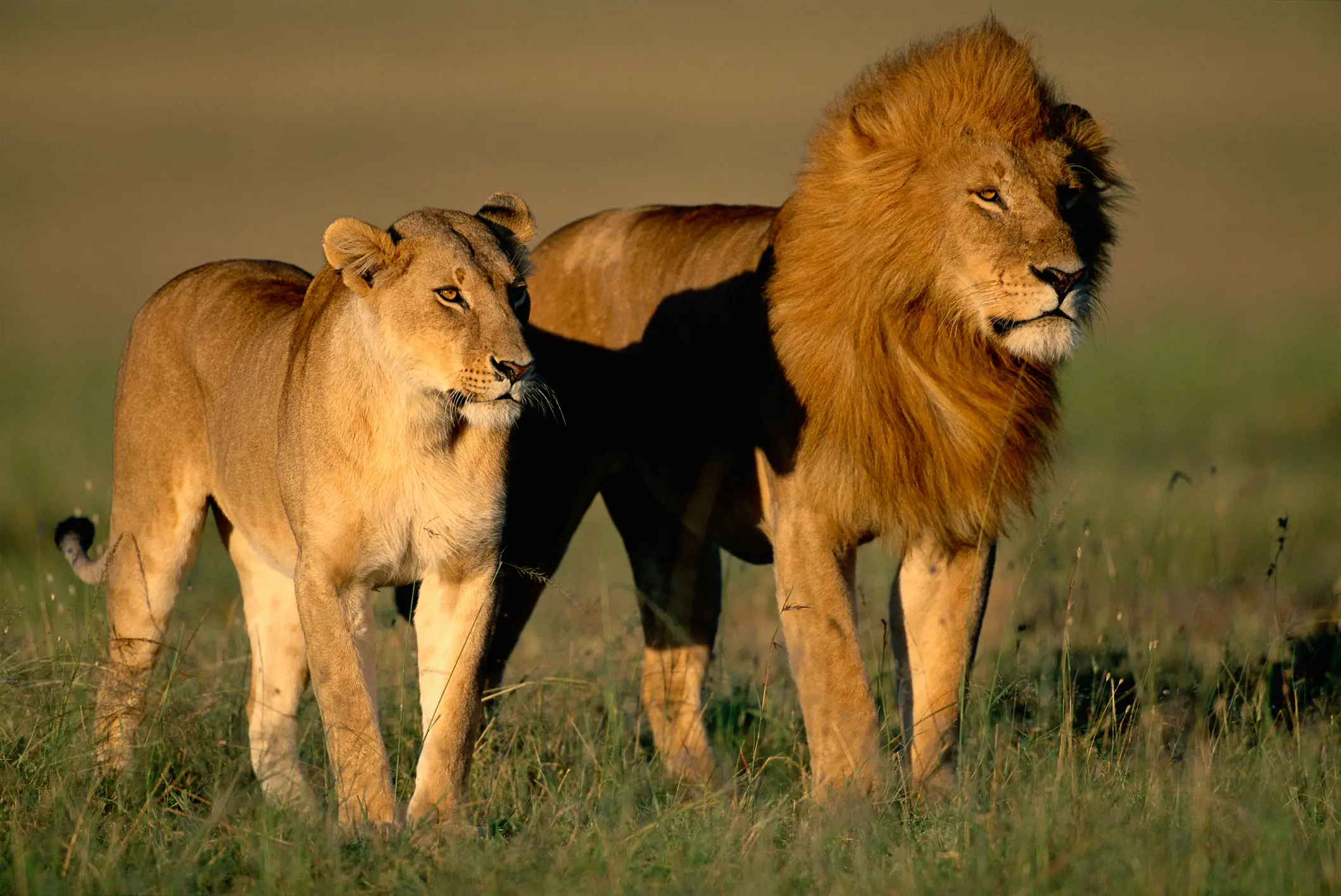The lion mauled the keeper to death (Paul A. Souders / Getty Stock Image)