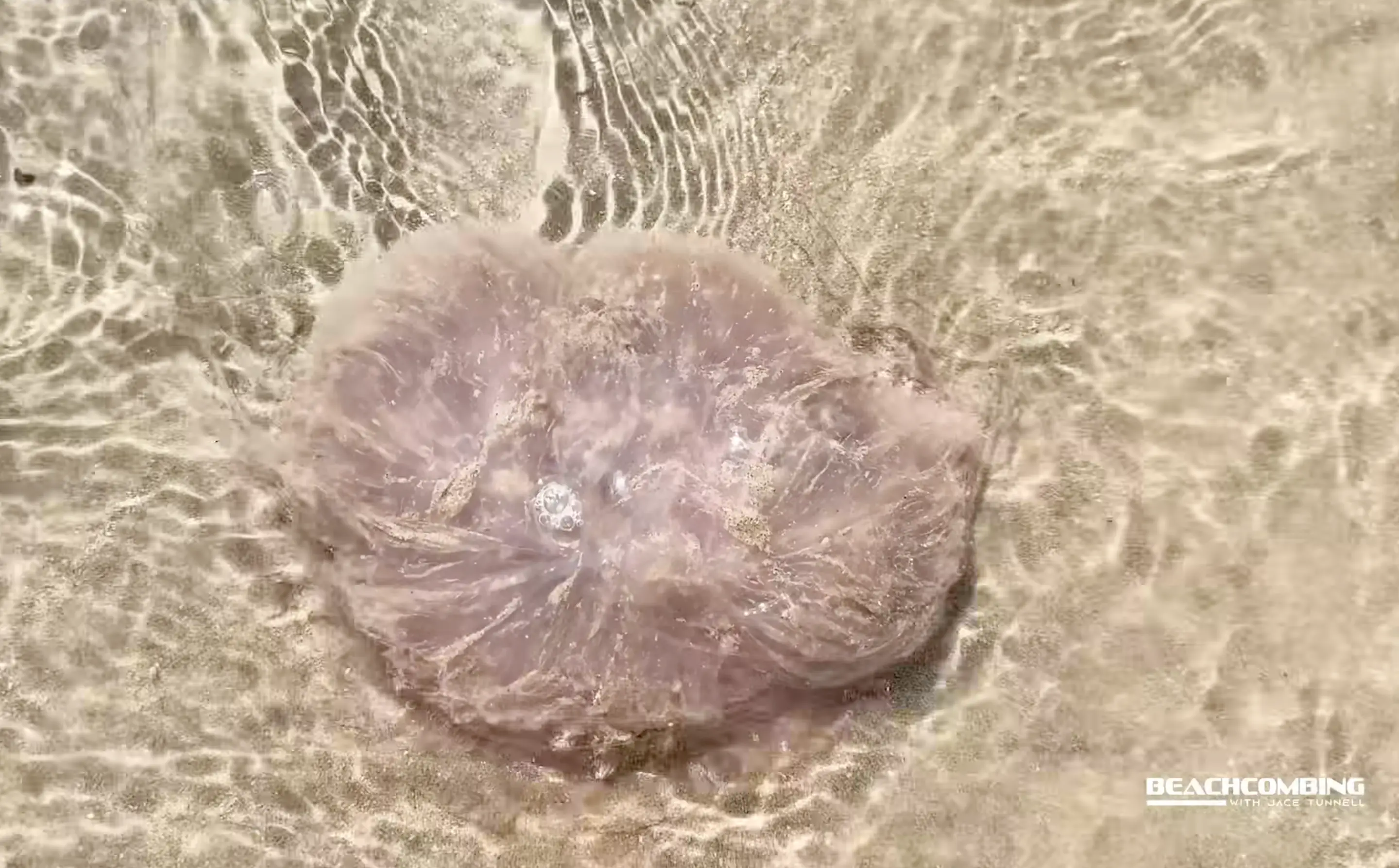 Pink meanie tentacles can stretch longer than a bus (Harte Research Institute)