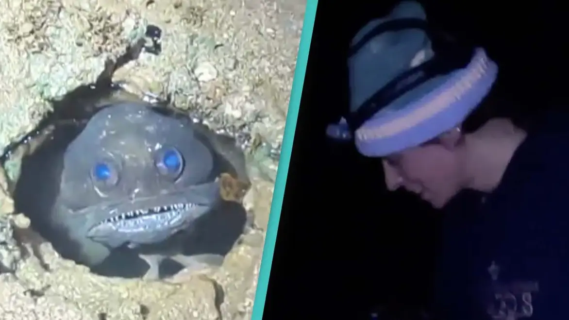 People have new fear unlocked after couple nearly step on 'psycho' fish at night