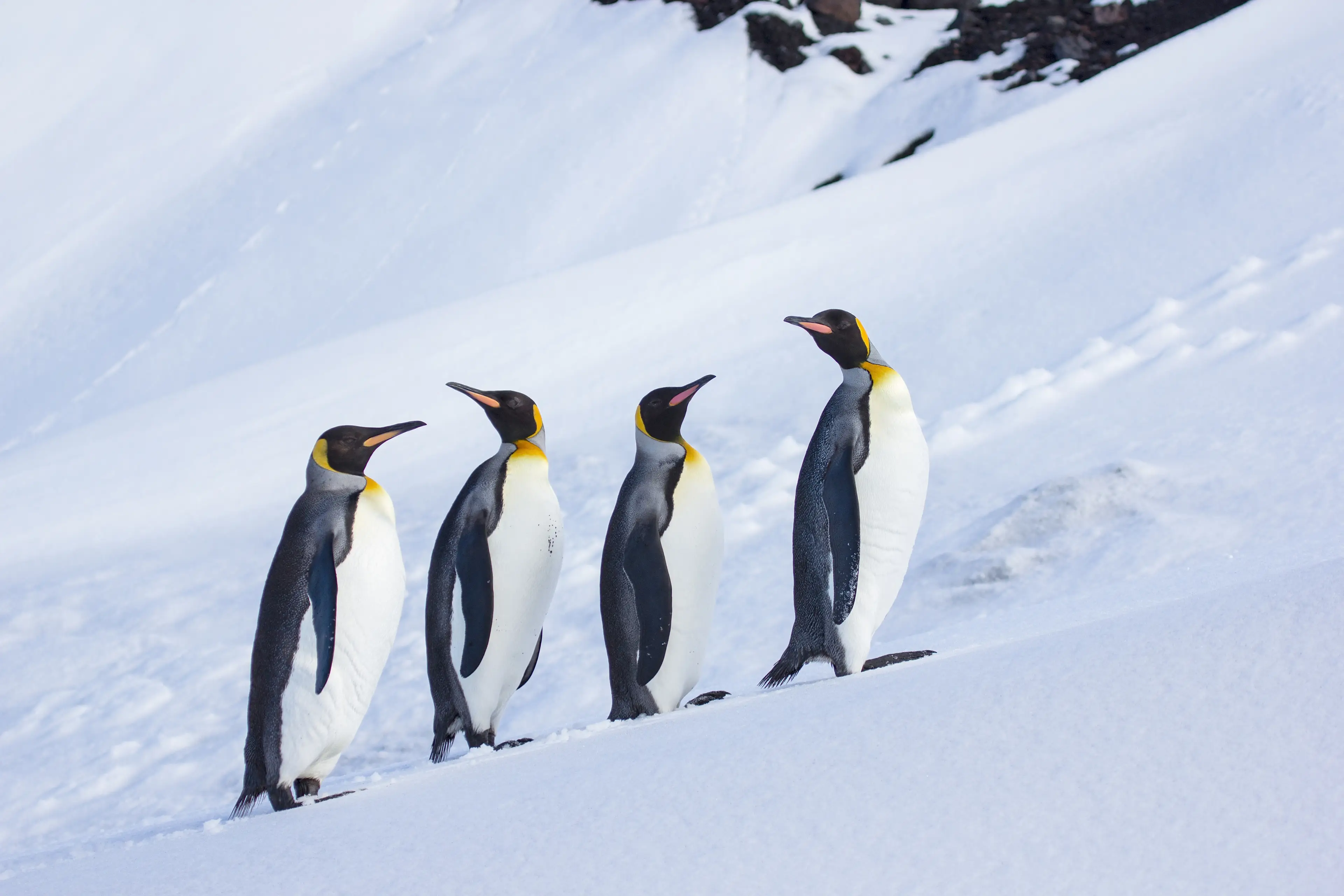 Penguins probably won't be too happy about the newly imposed tariffs (Getty Stock Image)