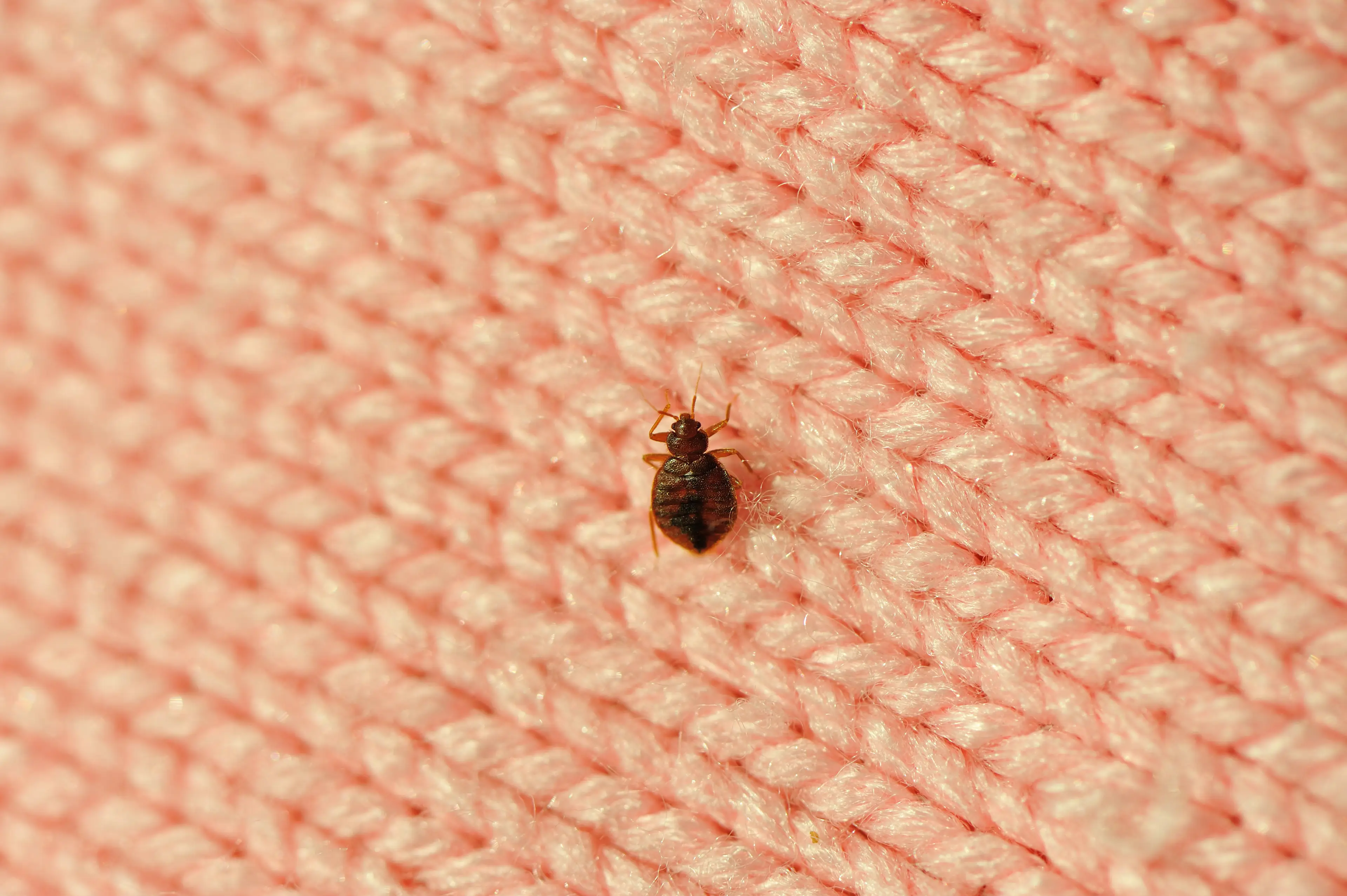 Bedbugs have been spotted all over Paris.