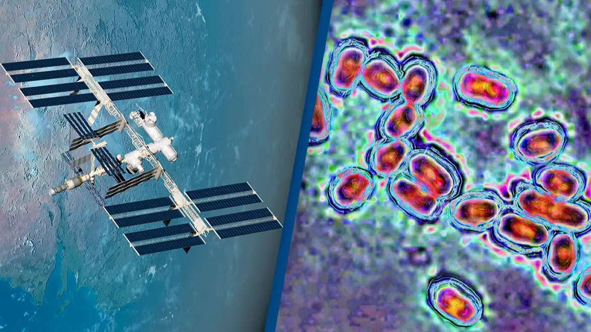 SCIEPRO/CAVALLINI JAMES/BSIP/Universal Images Group/Getty Images