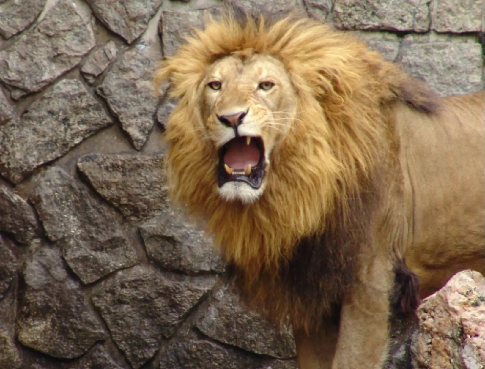 Hang Hang is part of a rare lion subspecies.