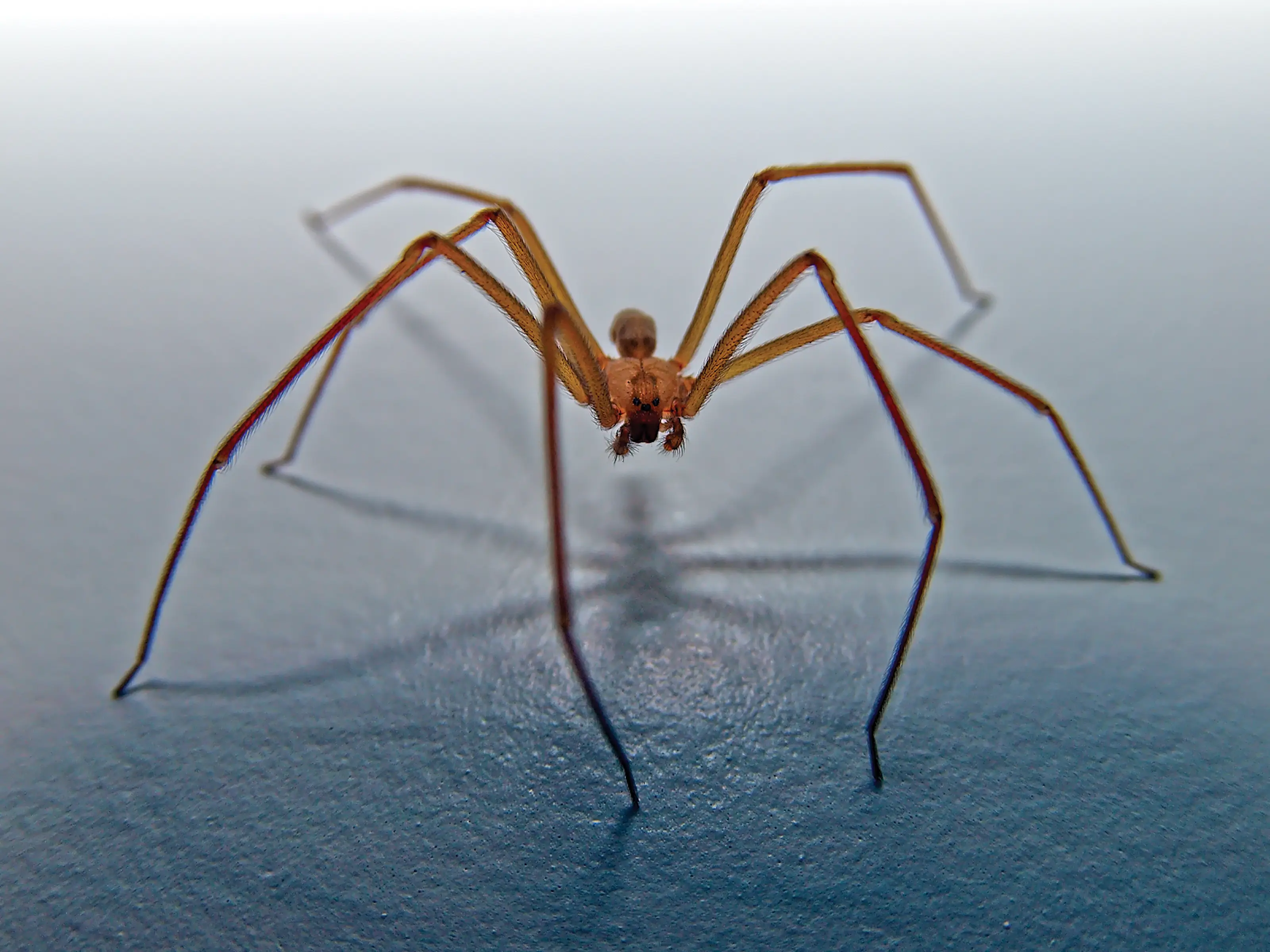 It's believed the mom was bitten by recluse spiders (Getty Stock Photo)