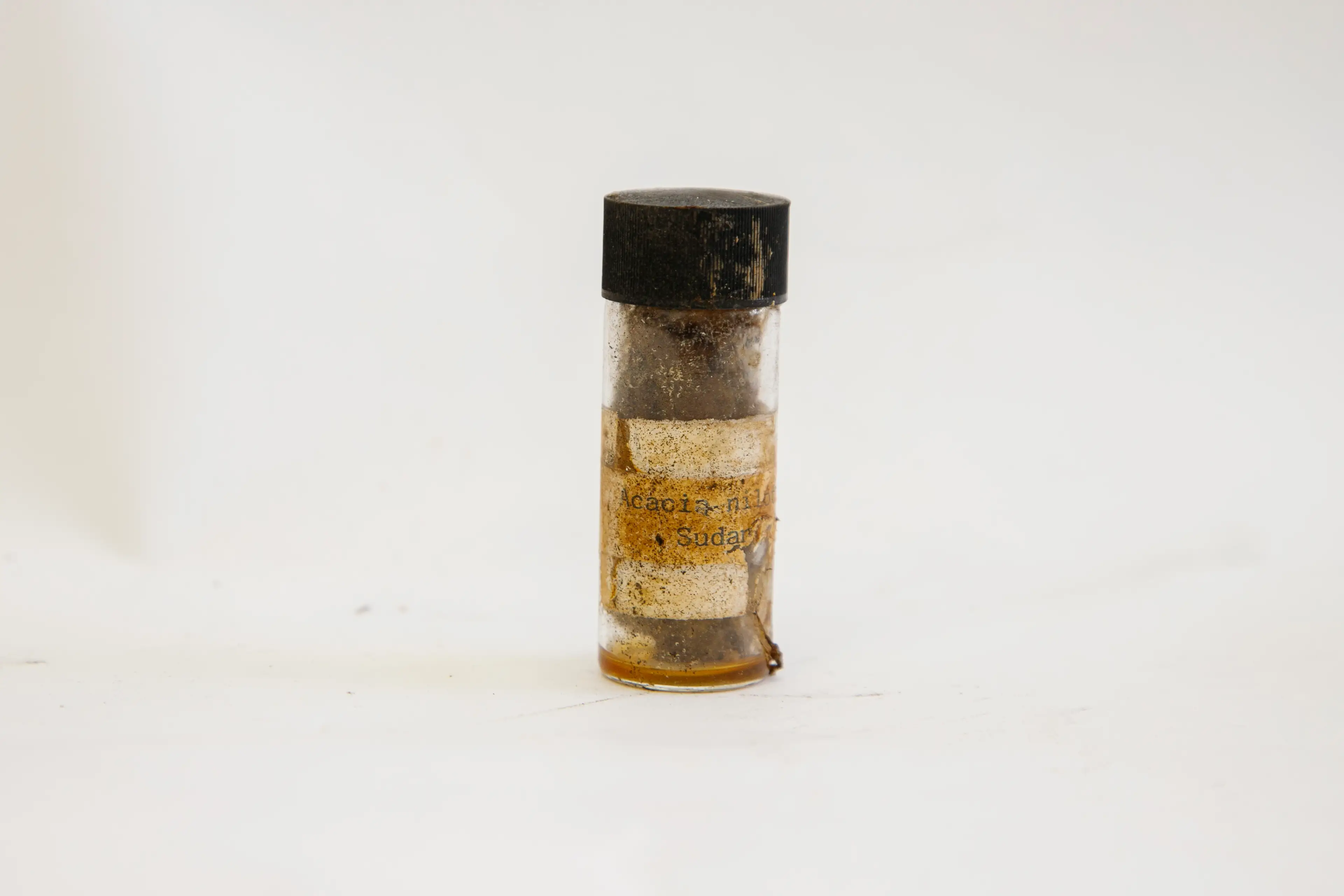 The tree seeds (Great Ormond Street Hospital/PA Wire)