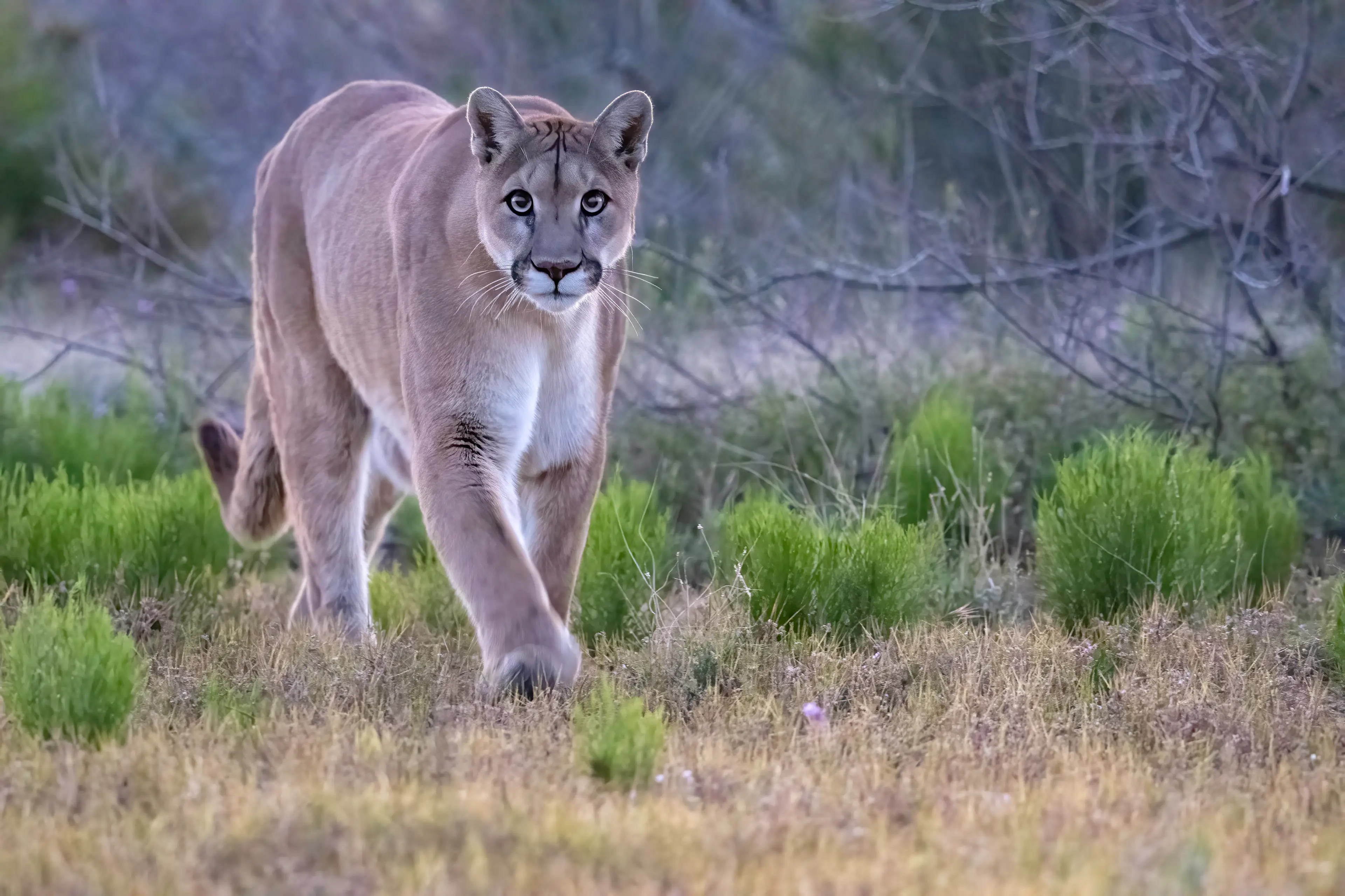 A mountain lion kept returning to the cave (Kathleen Reeder Wildlife Photography/Getty)