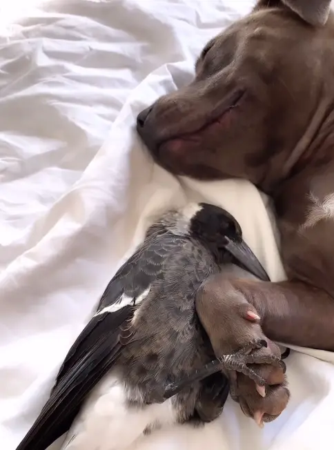 The authorities took away Molly after complaints about her safety.