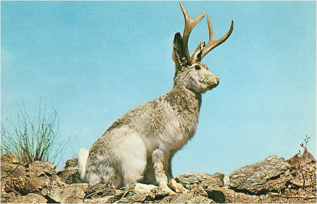 The mythical jackalope - an American legend - is believed to have derived from bunnies infected with CRPV (Found Image Holdings/Corbis via Getty Images)