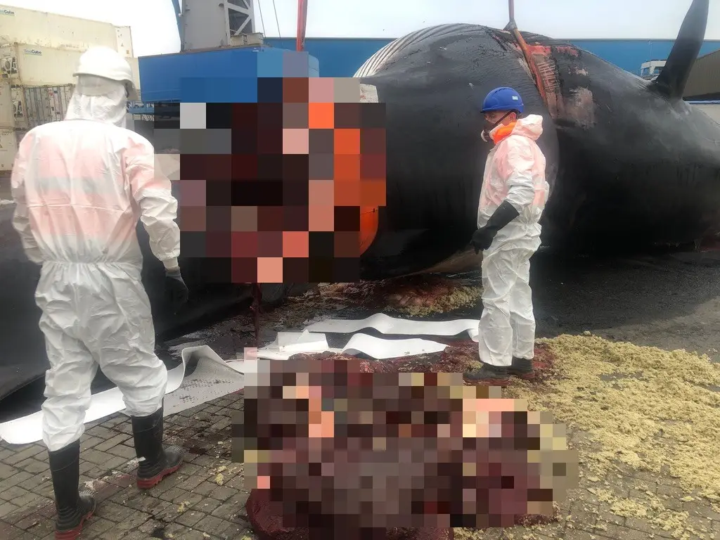 The whale became stuck on the vessel's bow after being killed by a ship strike (Supplied/Ben Giles)