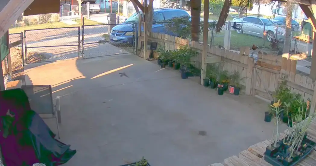 The moment was quite astonishing. (X/@disdikmark)