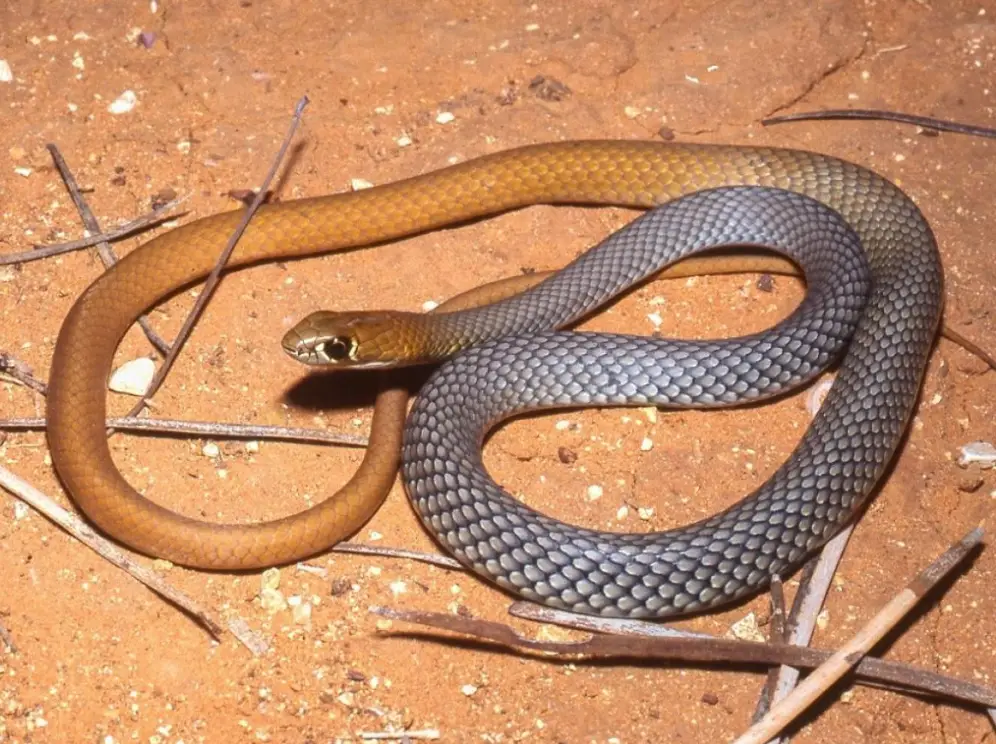 The desert whip snake.