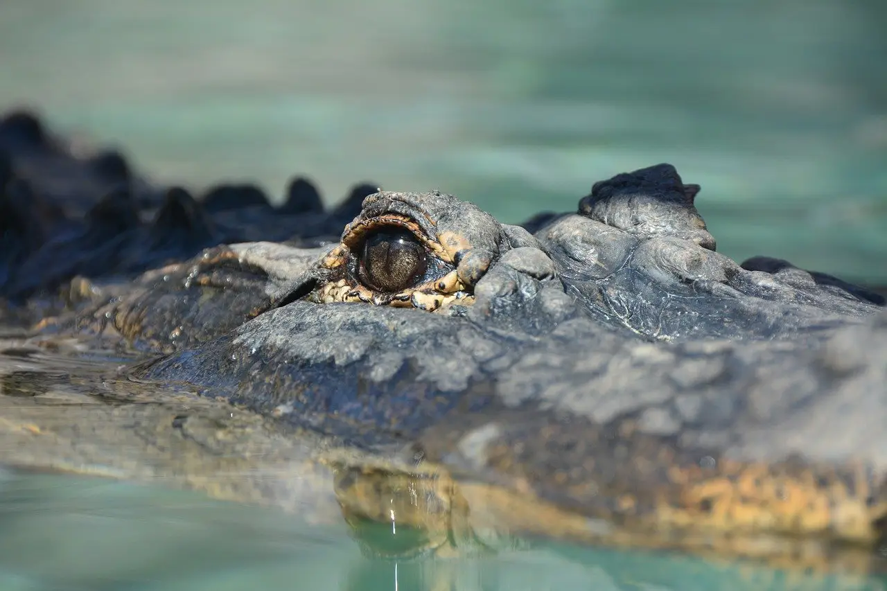 The 2.4 meter-long saltwater crocodile (not pictured) bit a 67-year-old man, though thankfully his injuries aren't life threatening.