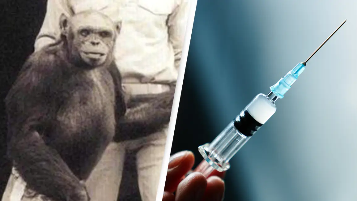 'Humanzee' was grown in a lab before scientists euthanized it after realizing the consequences