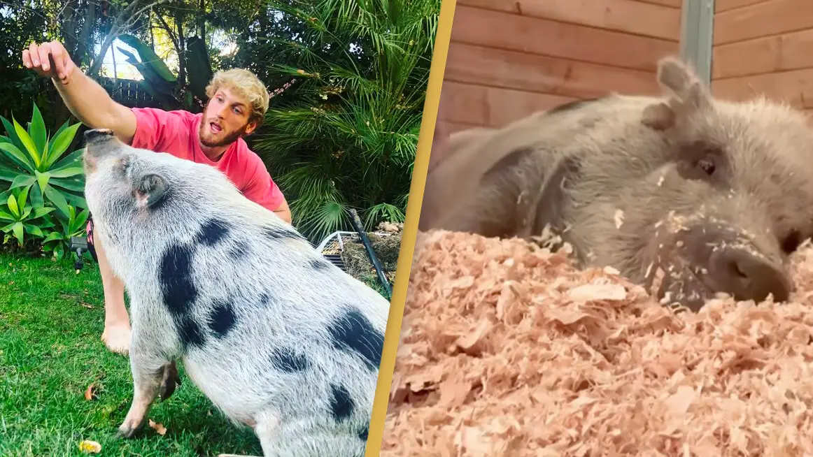 Logan Paul/Twitter. The Gentle Barn/Instagram