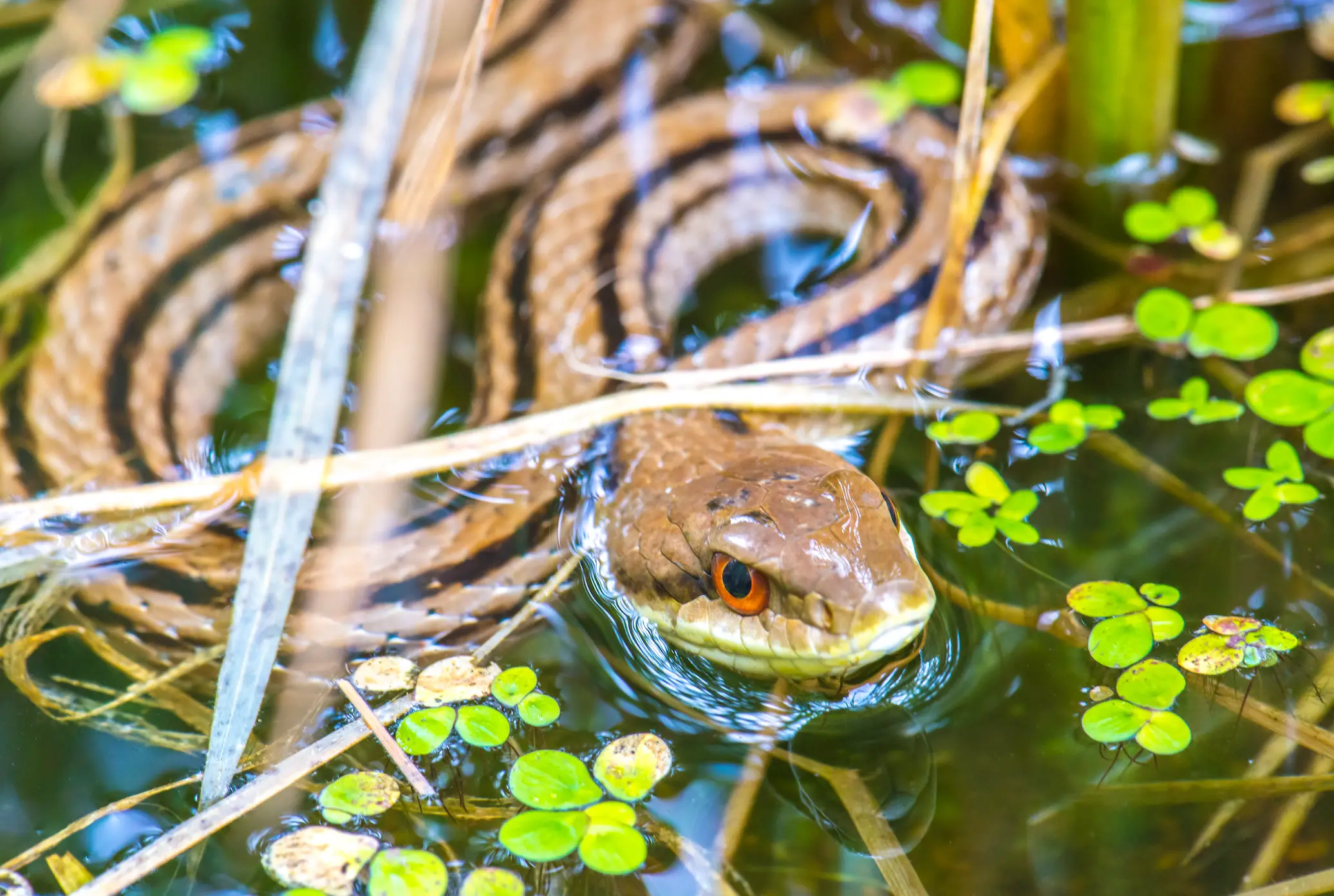 Snakes are surprisingly good swimmers (Getty Stock Image)