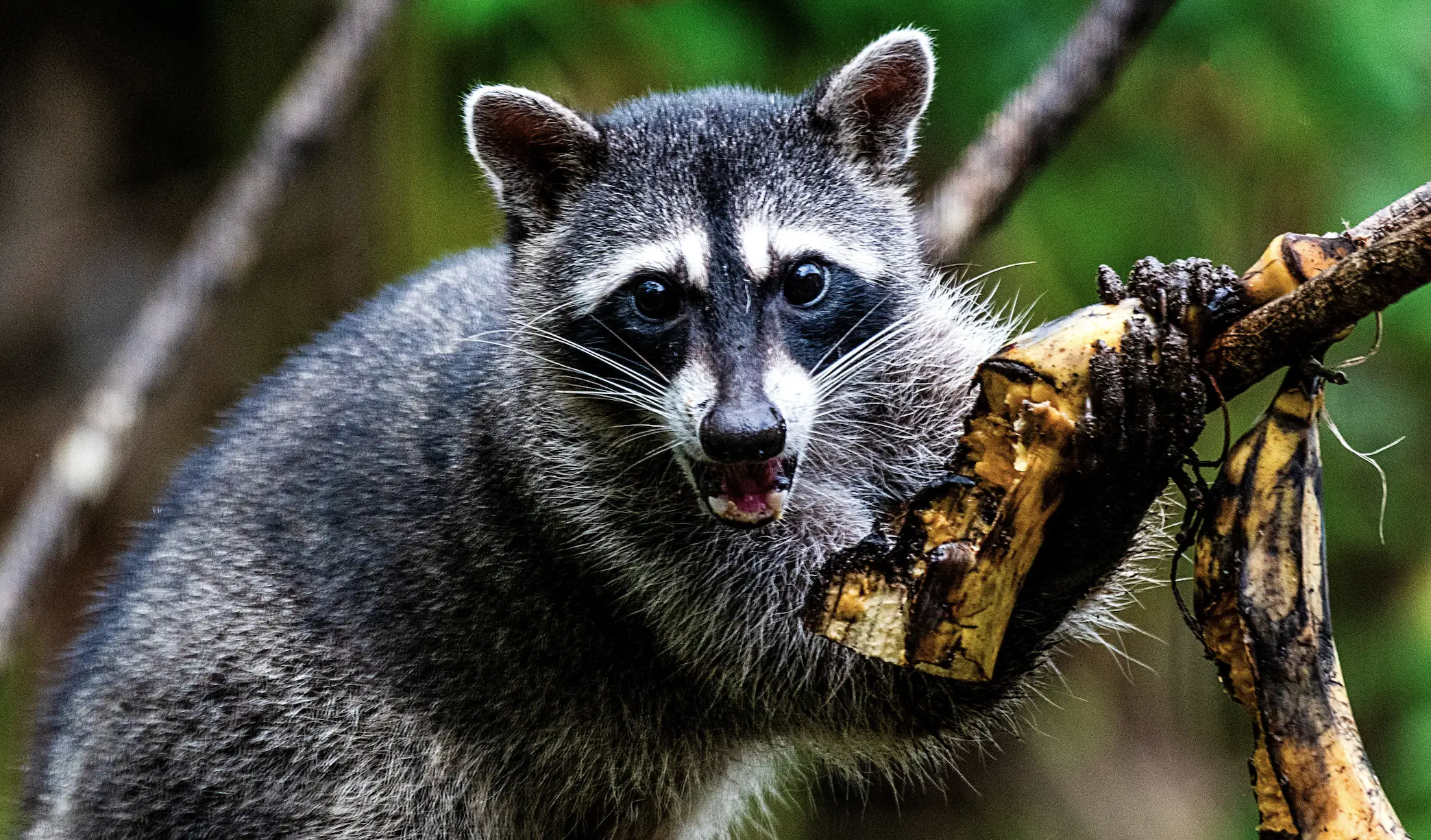 The raccoon was fatally shot (EZEQUIEL BECERRA/AFP via Getty Images)