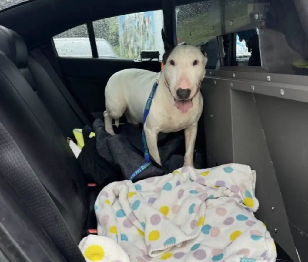 The abandoned dog was rescued as is now safe and well (@FLHSMV/Twitter)