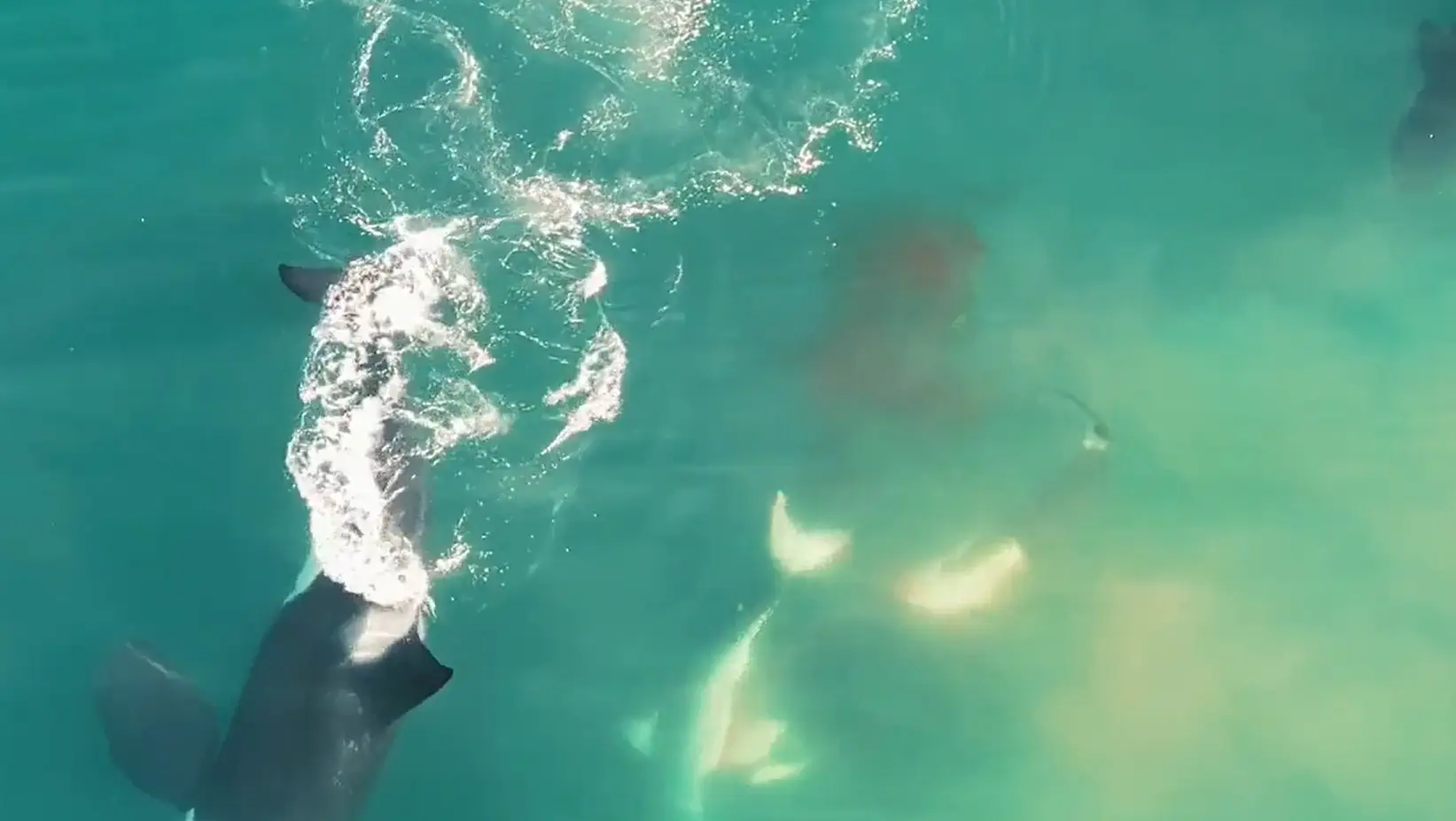 Orcas are killing sharks and eating their livers.