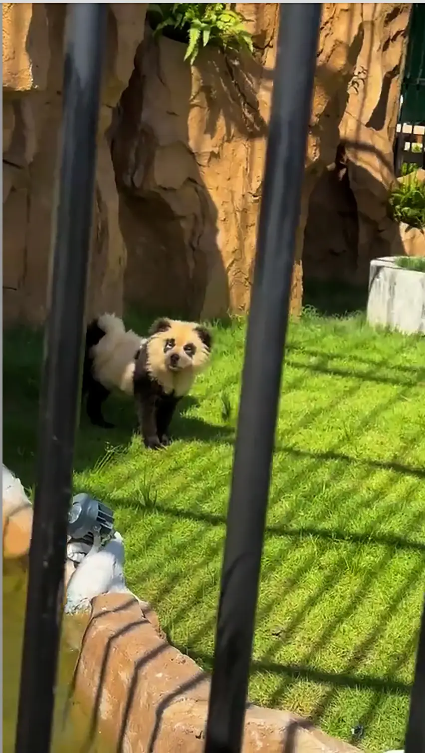 What noise do pandas make? Woof, apparently (ASIA WIRE) 