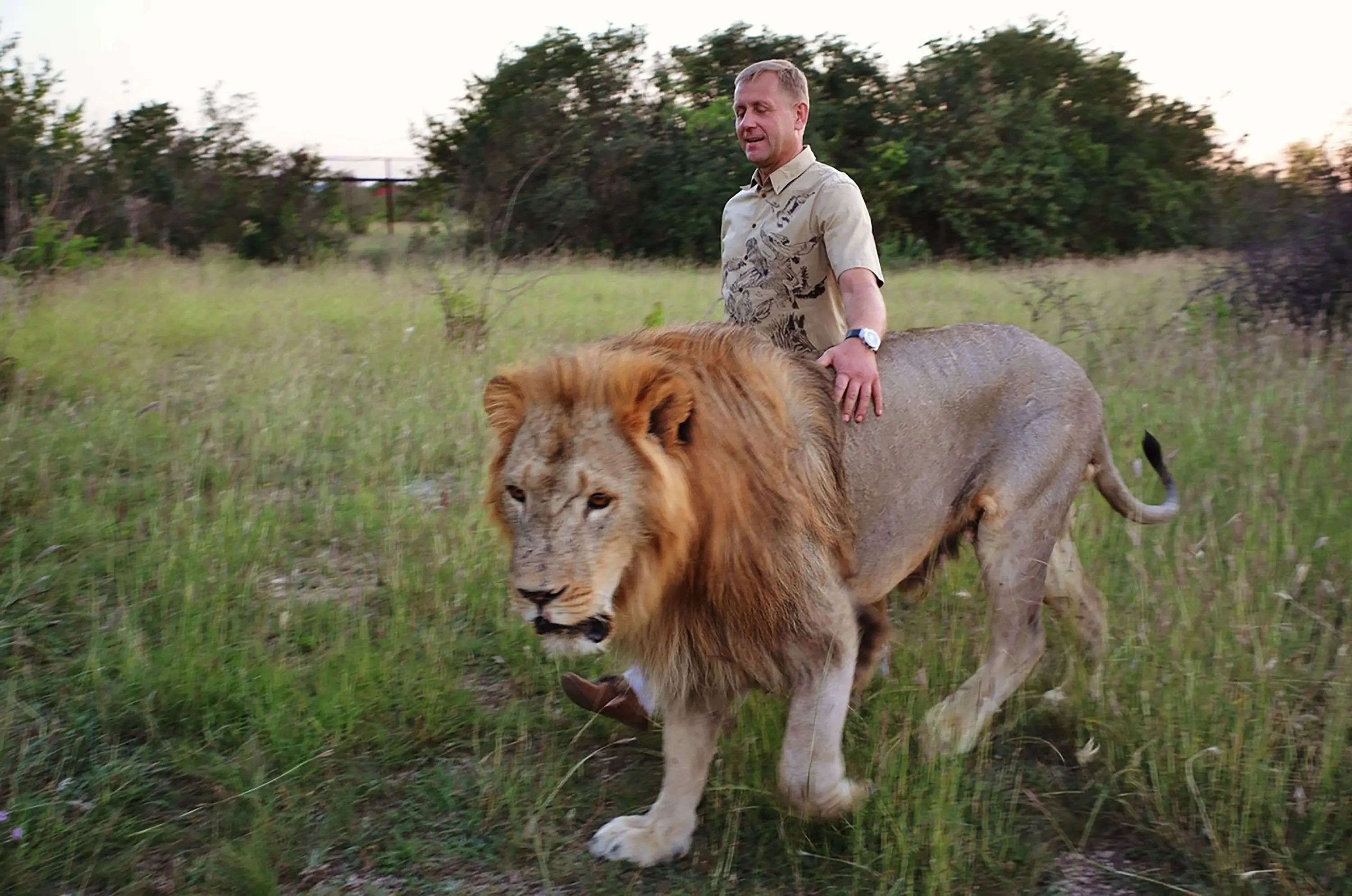 Oleg Zubkov, the founder of the safari park, has been attacked by the same lion (East2News)