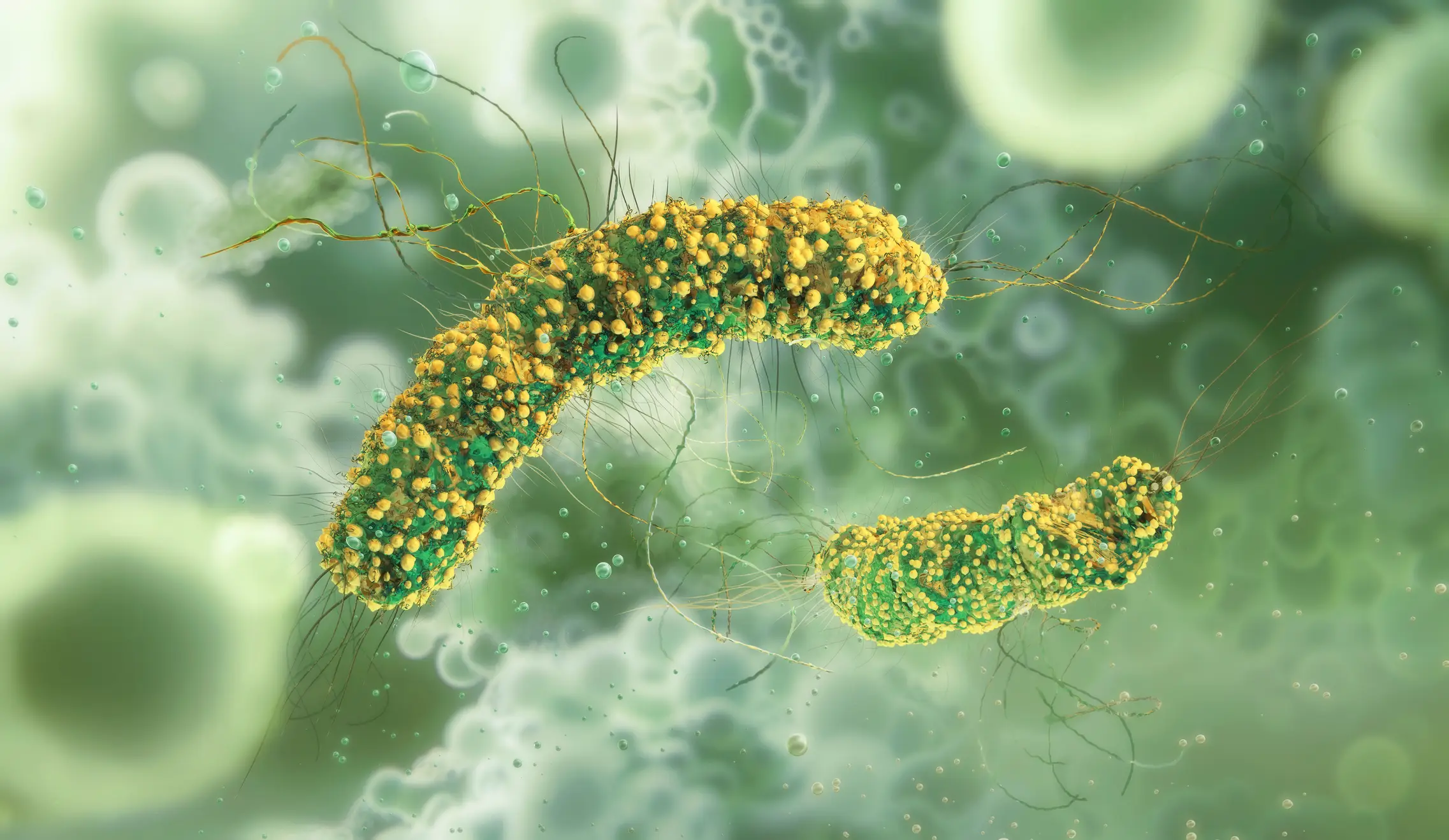 Listeria monocytogenes bacteria causes listeriosis (Ruslanas Baranauskas/Science Photo Library/Getty Images)