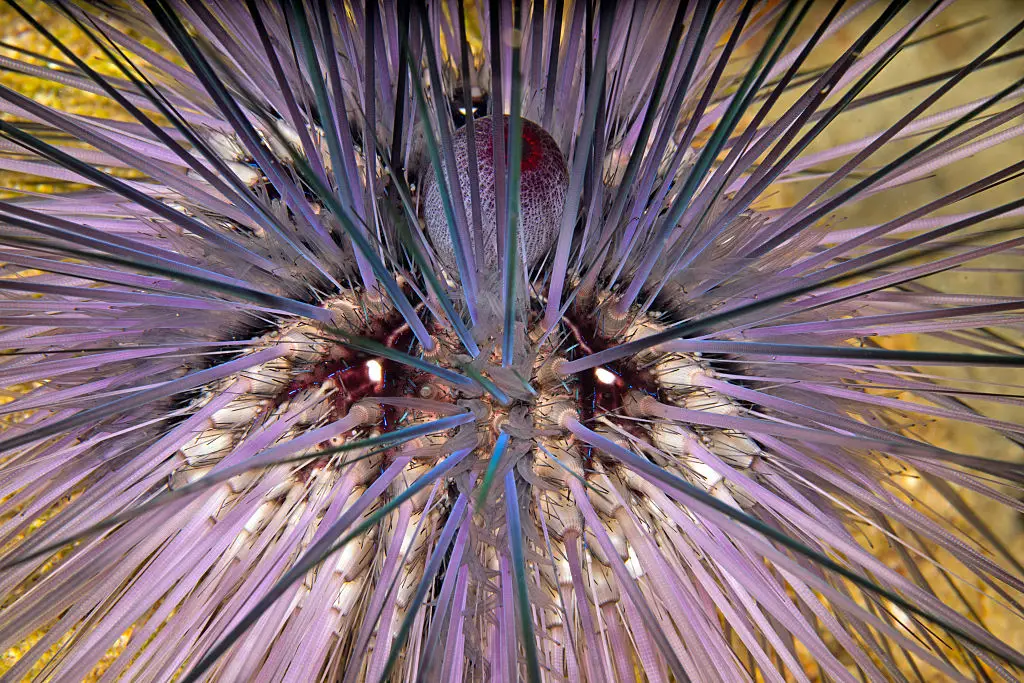Puffer fish can be poisonous (Anadolu / Contributor/ Getty Images)