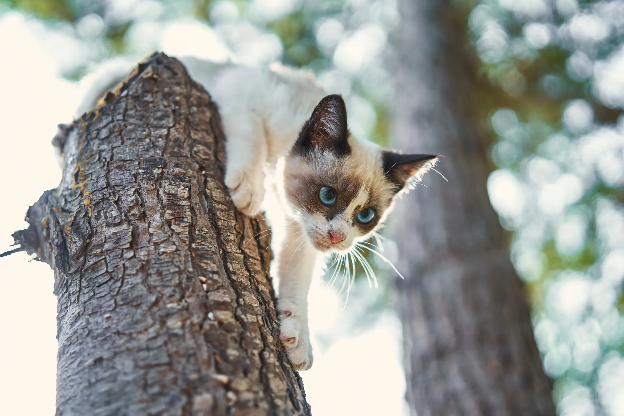 Declawing a cat can cause them a lot of pain (Getty Stock Images)