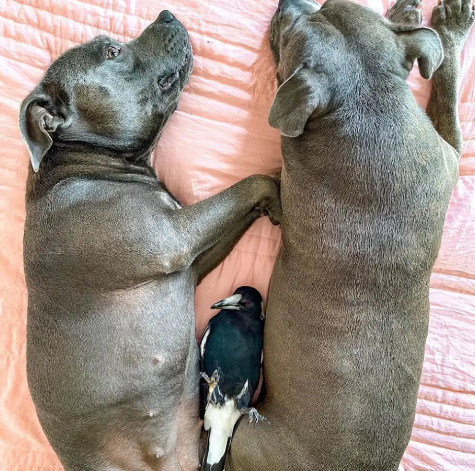 Molly will hopefully soon be reunited with her canine siblings. (Instagram/@peggyandmolly)