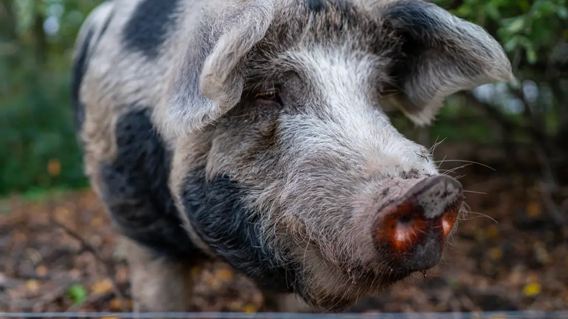 Robert Nickelsberg/Getty Images