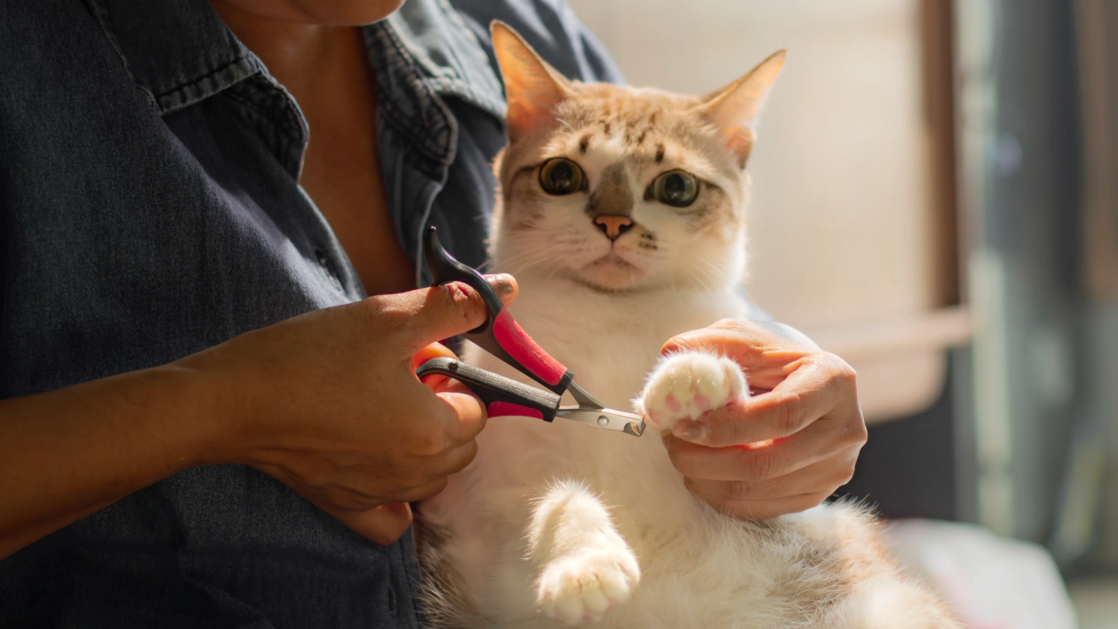 Declawing is not a good idea (Getty Stock Photo)