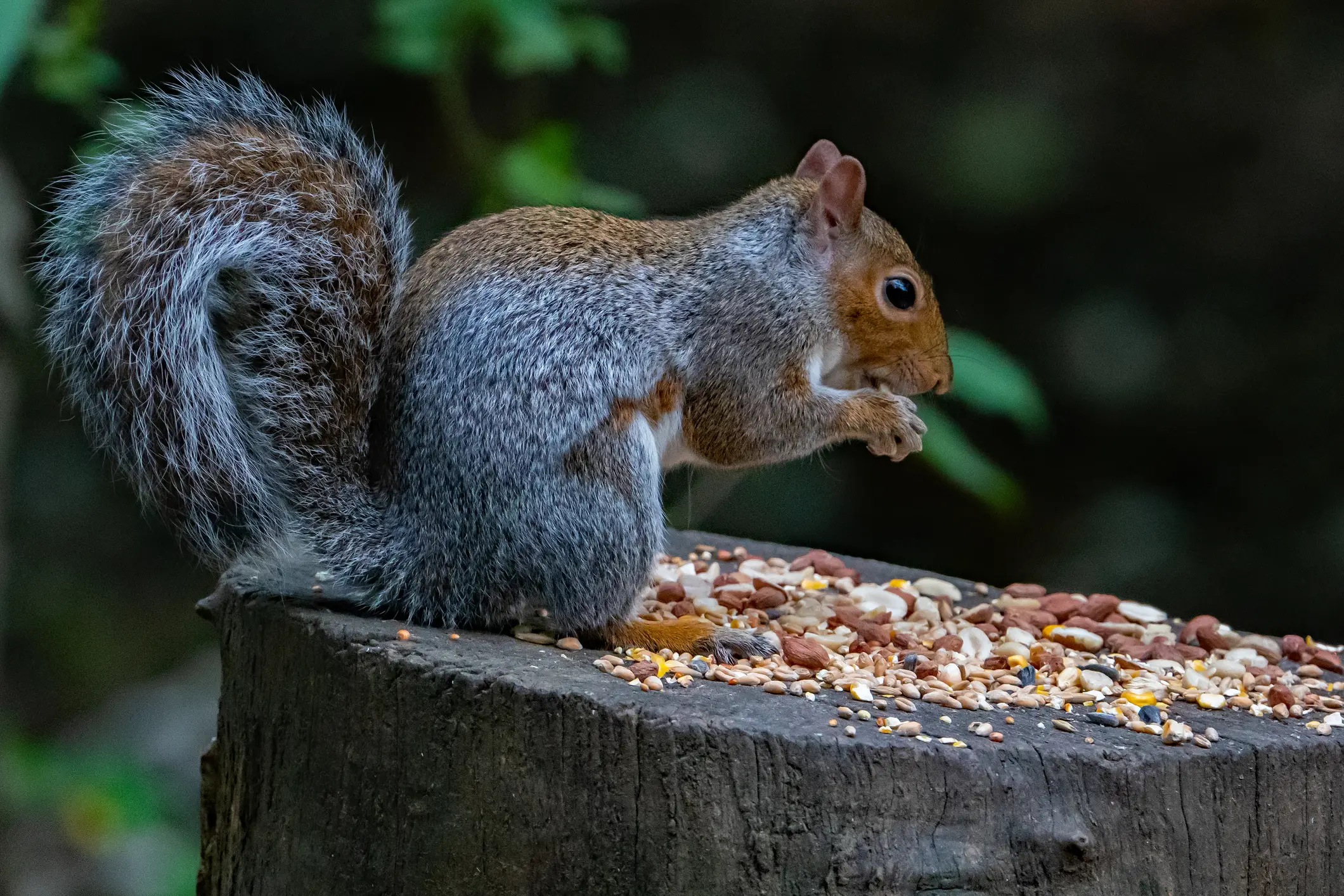Squirrel pox can spread at feeders (Getty Stock Photo)
