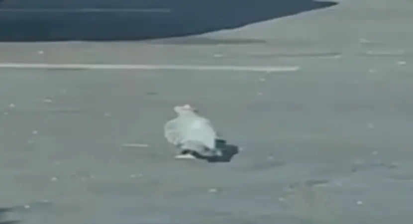 The pigeons were spotted with tiny cowboy hats (Bobby Lee/Fox News)