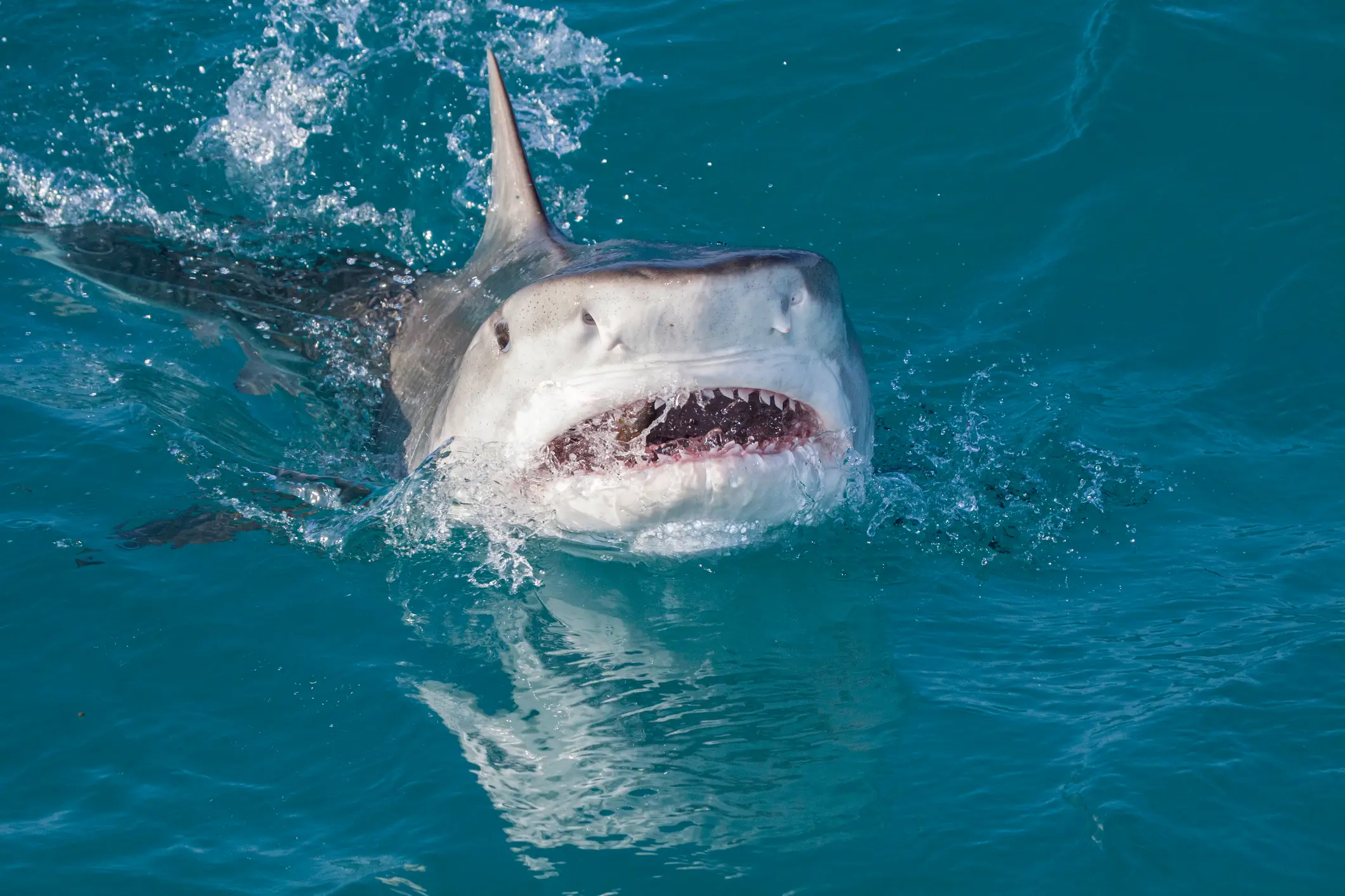 While nearly all of the 500 shark species would prefer to stay far away from humans, bull sharks thrive in temperate water and have been described as 'ambush predators.' (Gregory Sweeney)