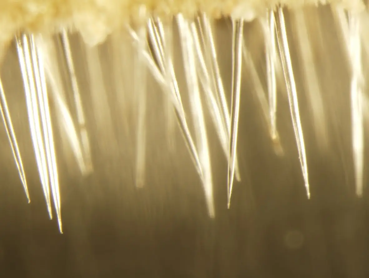 The plant is covered in hairs which are like 'needles' (University of Queensland) 