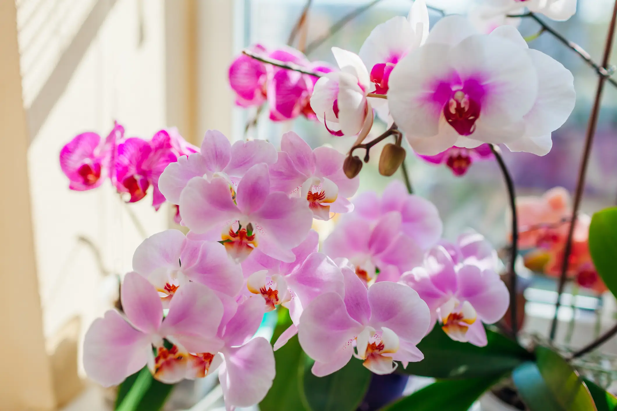 It's said to be named after the orchid flower (Getty Stock Images)