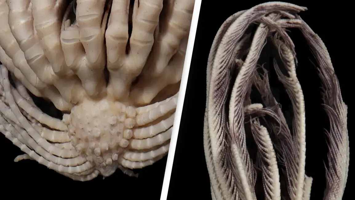 Scientists discover 'alien' new species with 20 arms lurking in the deep antarctic ocean