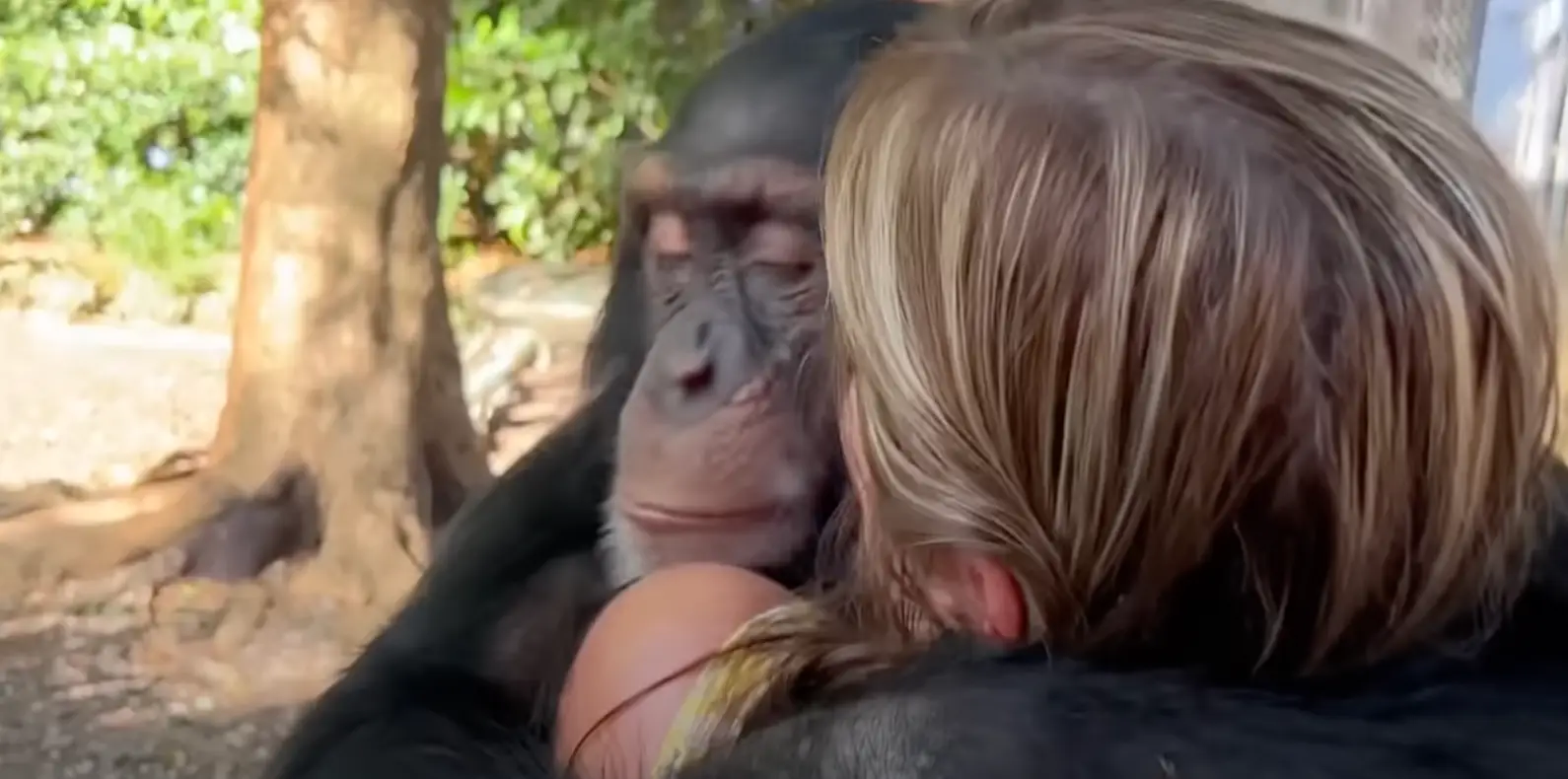 Tania and Jorge Sanchez volunteered to foster the baby chimp while he was receiving care.