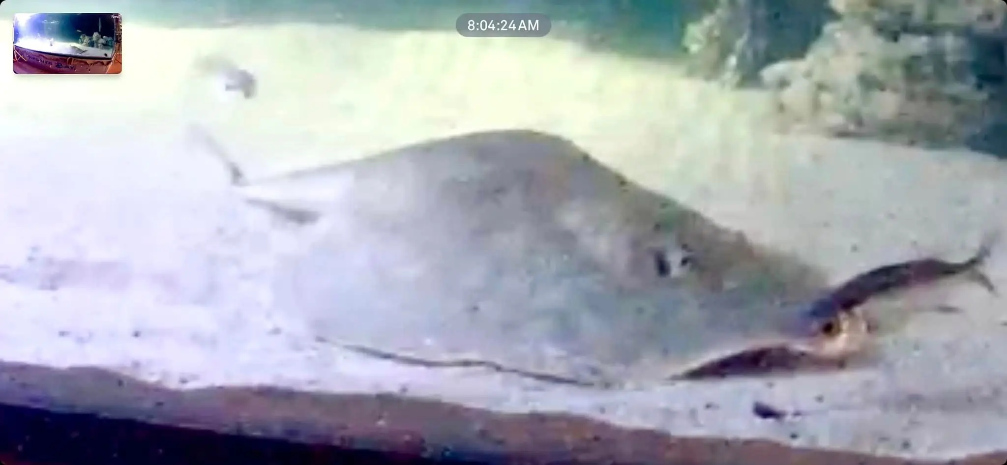 Charlotte in her tank.